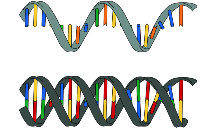 dna